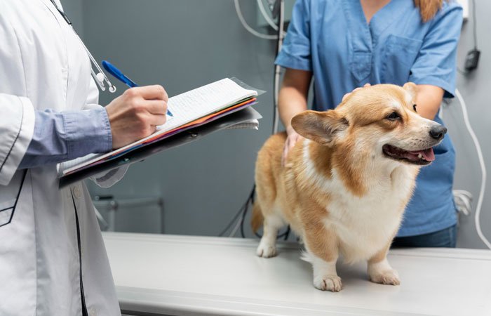 Cuidado del pelaje de las mascotas